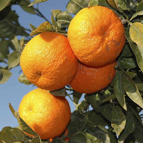 Fruit trees orange - 2, x