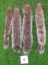 4 x Genuine Grey Squirrel