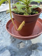 Nepenthes  Carnivorous Young