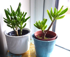 Money tree Jade Crassula Ovata