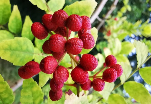 Zanthoxylum piperitum sechuan - zanthoxylum, piperitum,