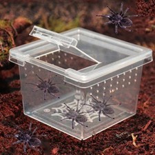 Tarantulas breeding living - breeding,