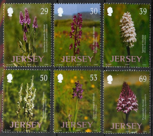 Jersey 2003 wild orchids - wild,