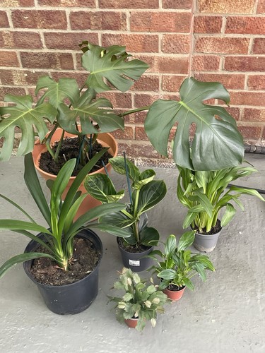 Real houseplants