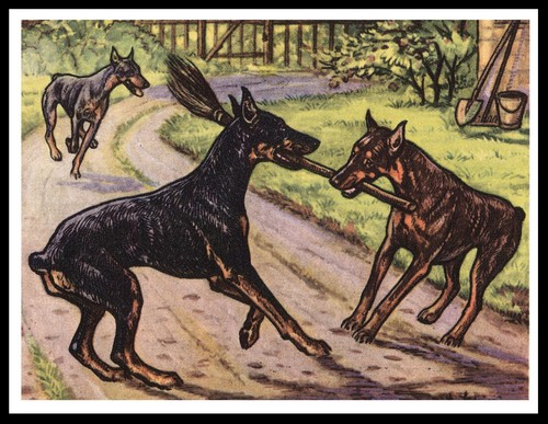 Doberman pinscher dogs and - doberman,
