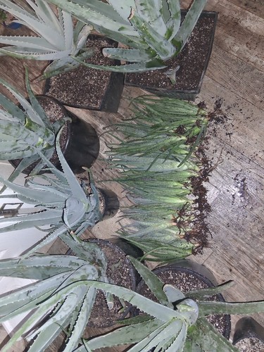 Aloe vera plant - aloe,