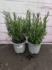 2 x Rosemary 1L Pot Very Fragrant Garden Plant Hardy Evergreen Garden Herb