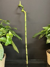 80 cm Lucky Bamboo Canes