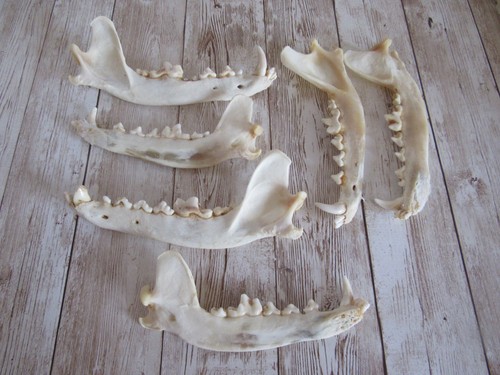 Coyote jawbone taxidermy - coyote,