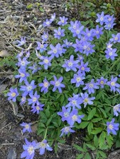 10 x Wood Anemone Nemorosa