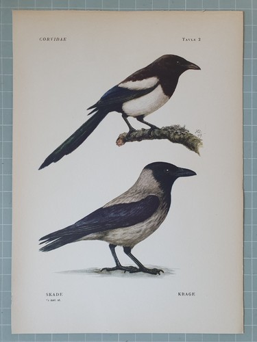 Beautiful bird print magpie - bird,