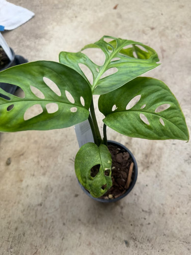 Epipremnum aureum global green - epipremnum,