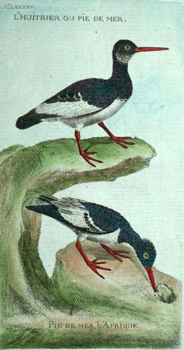 The haematopus engraving - engraving, print