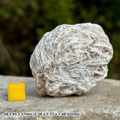 Desert rose gypsum crystal - rose,