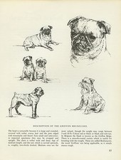 BRUSSELS GRIFFON BRUXELLOIS VINTAGE PRINT SKETCH PAGE ARTIST BRIDGET OLERENSHAW