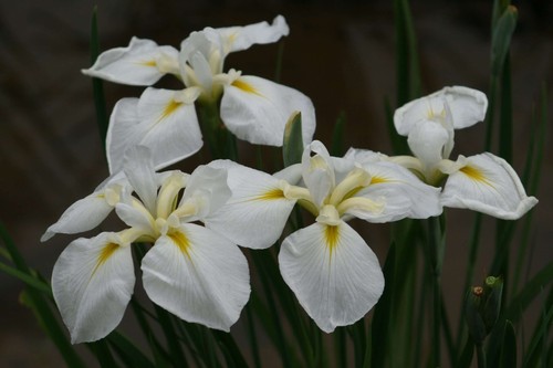 Iris ensata goldbound - iris, 'goldbound'