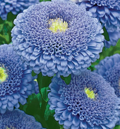 Russian aster seeds - aster, unusual