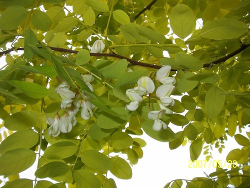Robinia pseudoacacia frisia - robinia, 'frisia'/