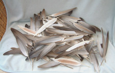 Genuine real naturally moulted 200 PIGEON FEATHERS  art craft photo prop