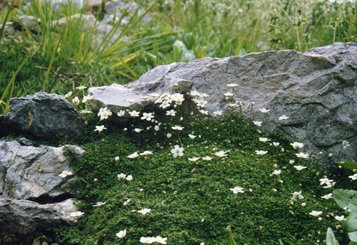 Arenaria balearica 9cm - balearica,,