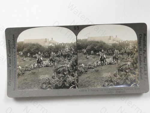 Stag hounds hunt - hounds, moor