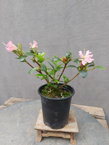Beautiful flowering satsuki - beautiful,