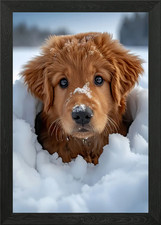 Golden Retriever Snow Pup