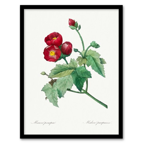 Pierre joseph redoute framed - pierre,