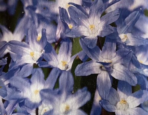 Glory the snow bulbs - snow,