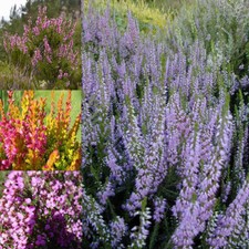 24 X MIXED HEATHERS CALLUNA &