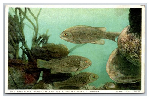 Catalina island baby perch - ~,