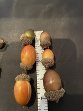 Faux Acorns Job Lot 0ver 20 Assorted Sizes And Colours