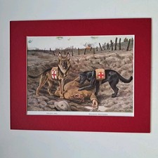 Red Cross Rescue Dogs In WW1 - Belgian & German Shepherd Dogs