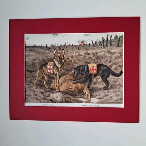 Red cross rescue dogs ww1 - cross,
