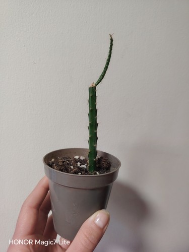 Rare aporocactus melanie - rare, 'melanie'