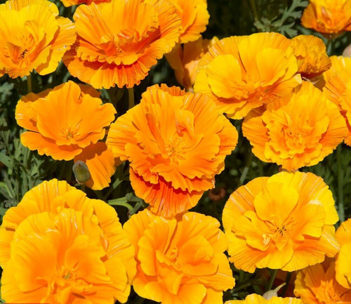 Lady marmalade poppy - 25,