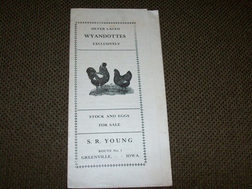 1908 silver laced wyandotte - 1908,