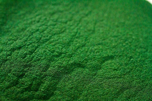 Spirulina powder fish - spirulina, food