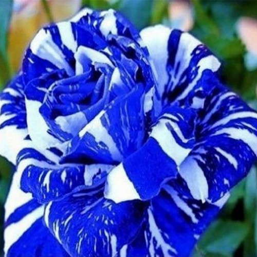Blue and white striped dragon - blue,