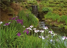 The Iris Dell Wakehurst Place