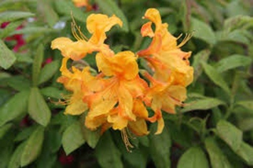 Rhododendron kentucky mistrel - rhododendron,