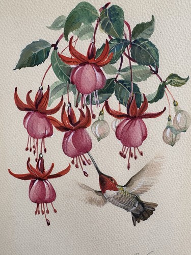 Ruby throat humming bird - humming,