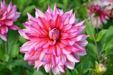 Dahlia Tuber - Pinkie Swear -