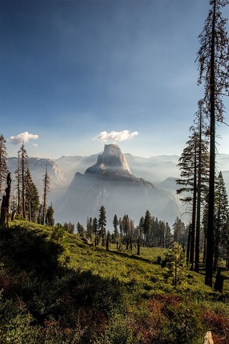 614863 pine forest yosemite - forest,