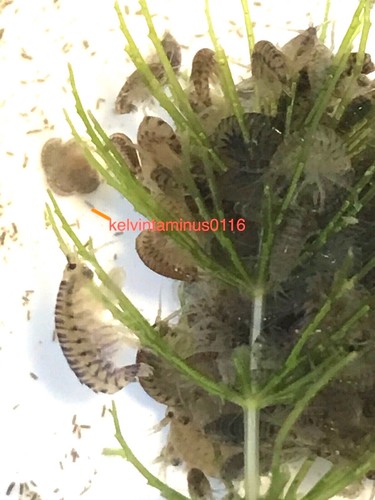Live food freshwater - food,