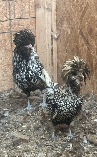 Silver laced bantam polish - 6,