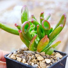Crassula Ovata Gollum 8cm