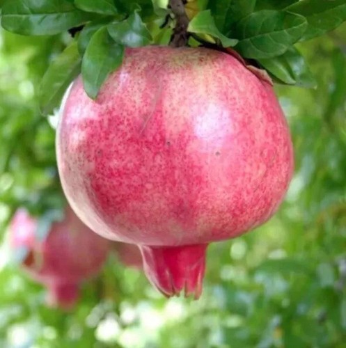 Pomegranate tree seeds grow - tree,