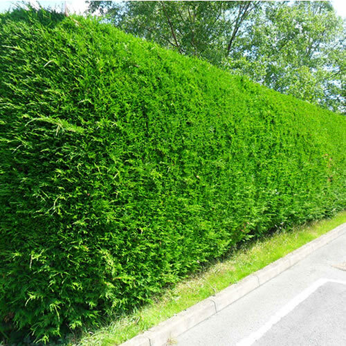 Leylandii green evergreen - 3,