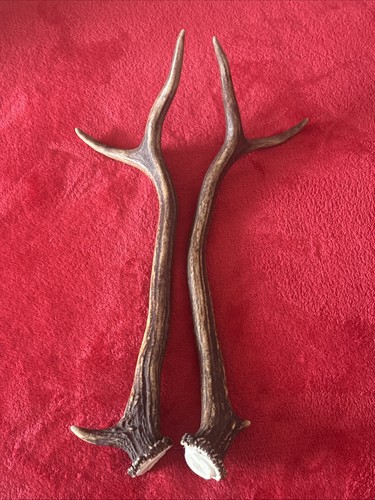 Pair fancy red - red, deer
